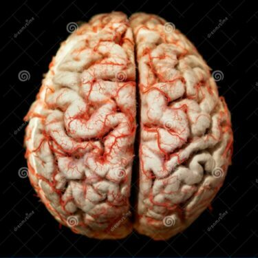 The human brain