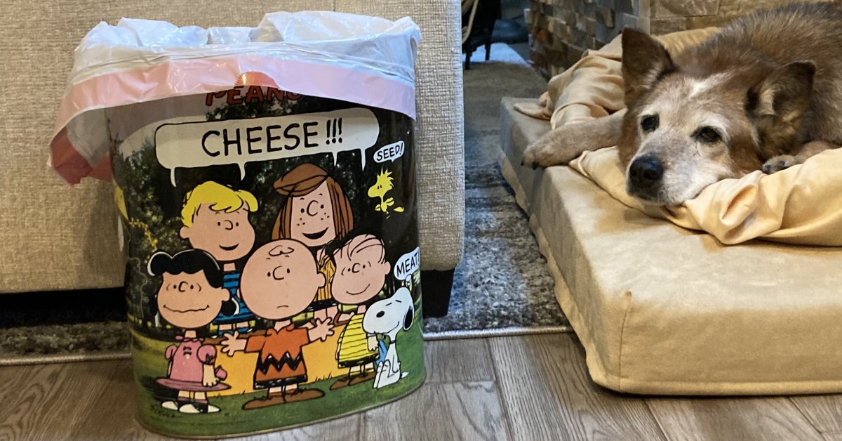 My sleeping dog, Sam, next to a '60s-era Peanuts waste basket